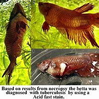 Image result for Mycobacterium in Fish