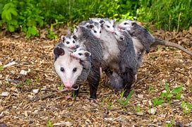 Image result for Possum Tongue