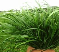 Image result for Rye Grass Field