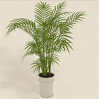 Image result for Aracacea Palm