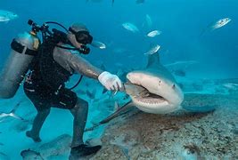 Image result for Feeding Sharks in Aquarium