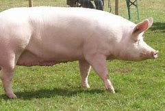 Image result for Large White Swine