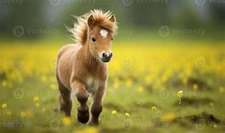 Image result for Baby Horse Running