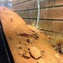 Image result for Ant Enclosure