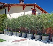 Image result for Olive Tree Landscape Design