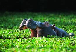 Image result for Hippo Kidney