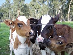 Image result for Dairy Calves