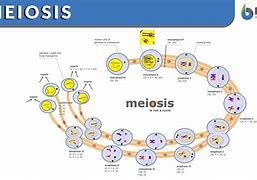 Image result for Product of Meiosis