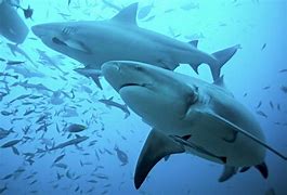 Image result for bull shark size