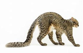 Image result for Marbled Cat