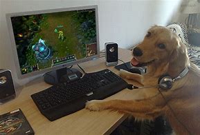 Image result for Dog Meme Not Playing Games