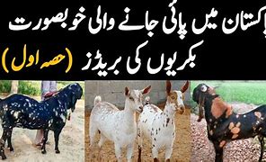 Image result for DG Khan Goat