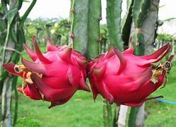 Image result for Pokok Buah Naga Kartun