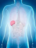 Image result for Spleen in Human Body