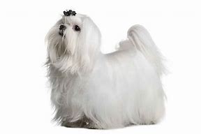 Image result for White Maltese Dog