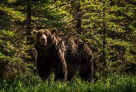 Image result for Real Forest Animals