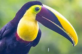 Image result for Toucan Tongue