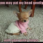 Image result for Cute Funny Dogs