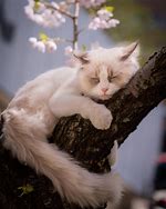 Image result for Kitten Spring Flowers