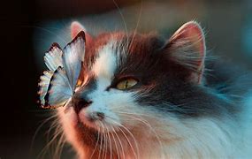 Image result for Cat with Butterfly On Nose