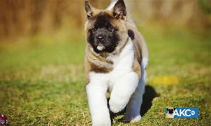 Image result for Akita AKC