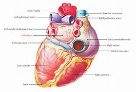 Image result for Left Atrium Anatomy