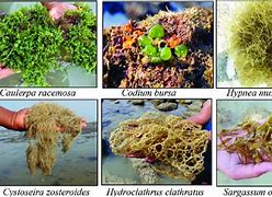 Image result for Taranaki Seaweed Species