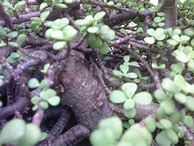 Image result for Baby Jade Plant