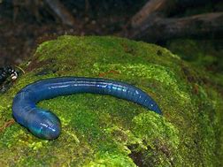 Image result for Baby Blue Plastic Worms