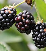 Image result for 100 Grams of Blackberries