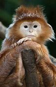 Image result for Funny Monkey Images. Free