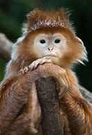 Image result for Hilarious Monkey Pictures