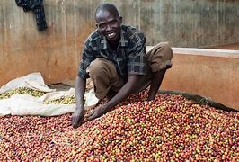 Image result for Coffee Malt Uganda