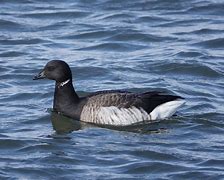 Image result for Branta