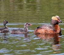 Image result for Female Grebe