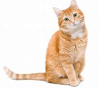 Image result for Imagen De Gato