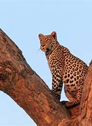 Image result for Leopard Sitting in Tree