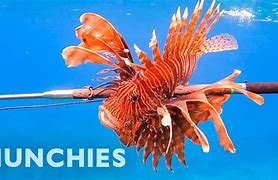 Image result for Lionfish Eating