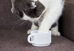 Image result for Cat Cup of Tea Meme