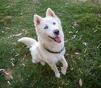 Image result for White Husky Wolf Dogs