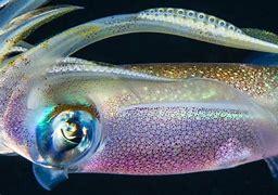 Image result for Squid Egypt