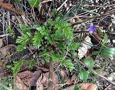 Image result for Daisy Seedlings