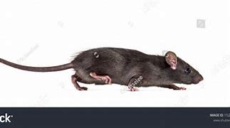 Image result for Rat Upside Down