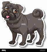 Image result for Black Pug Pan Ting