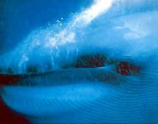 Image result for White Blue Fin Fish