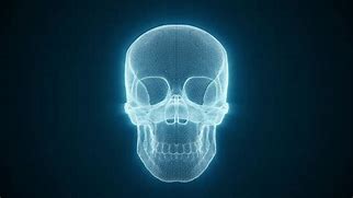 Image result for Human Skull 3D Model Wireframe Abstract