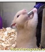 Image result for Thirsty Hamster Sunroof