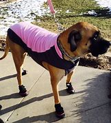 Image result for Large Dog Boots