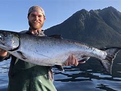 Image result for King Salmon Fish