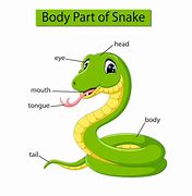 Image result for Snake Eye Diagram